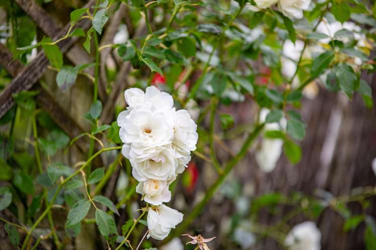 2 Heron Court Te Kowhai_29