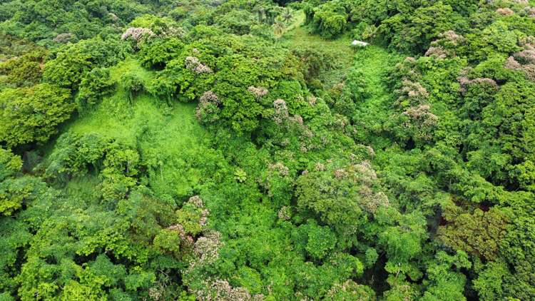 Address withheld Savusavu_13