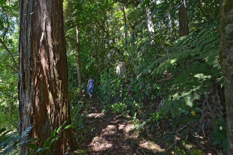 138 Puriri Park Road Maunu_13