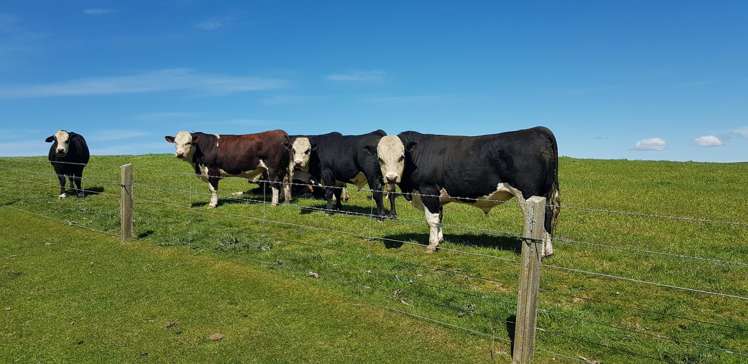 890 Mount Stuart Road Balclutha_19