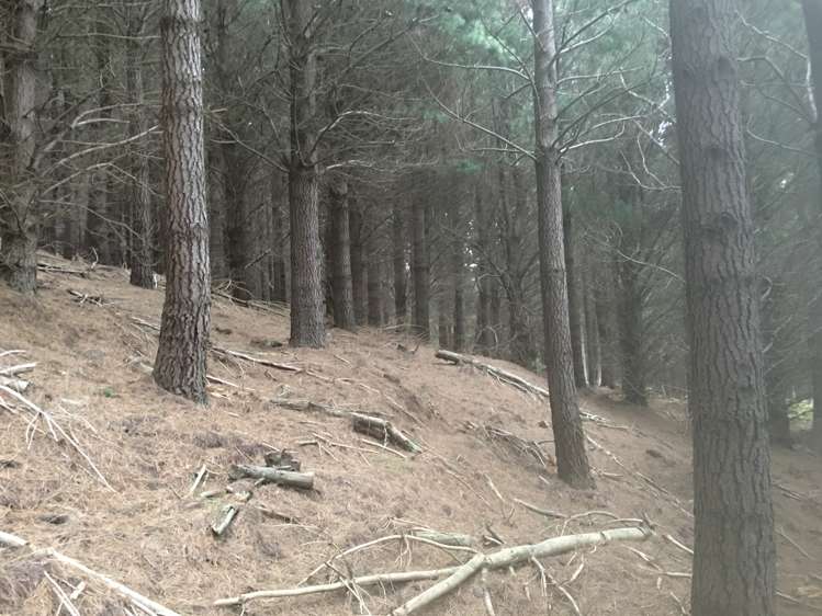 569 Mcqueens Valley Road Gebbies Valley_5