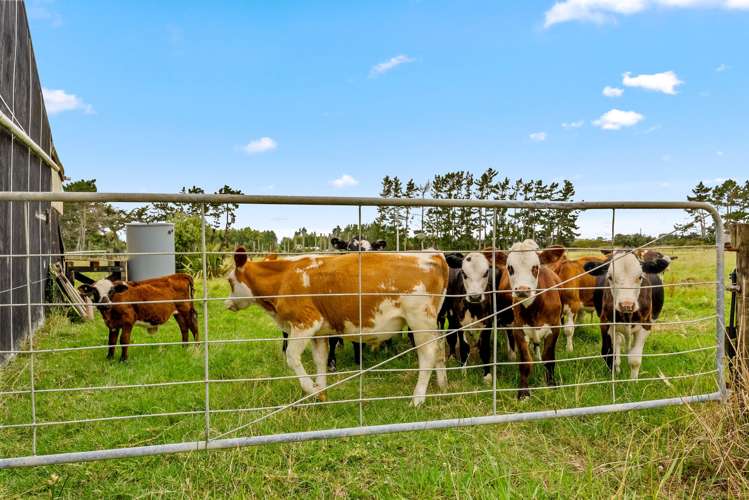 331 South Head Road, South Head Helensville_32