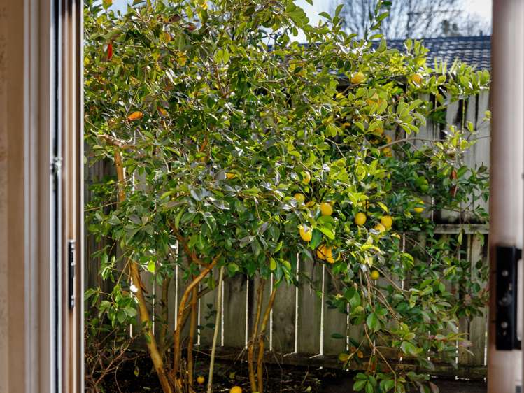 2/875 Heaphy Terrace Claudelands_21