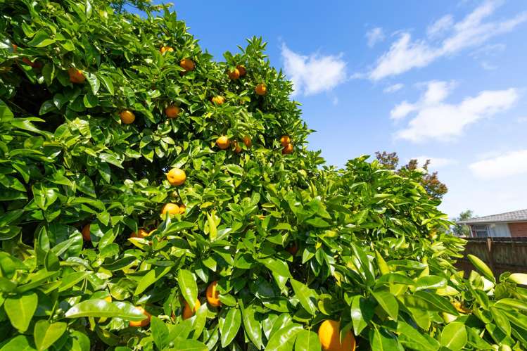 4 Harlock Place Huntly_20