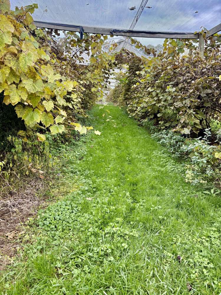 1/69 Vineyard Lane Mangawhai_13