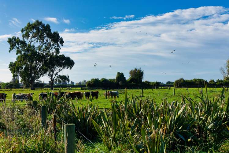 386 Mount Fyffe Road Kaikoura_23