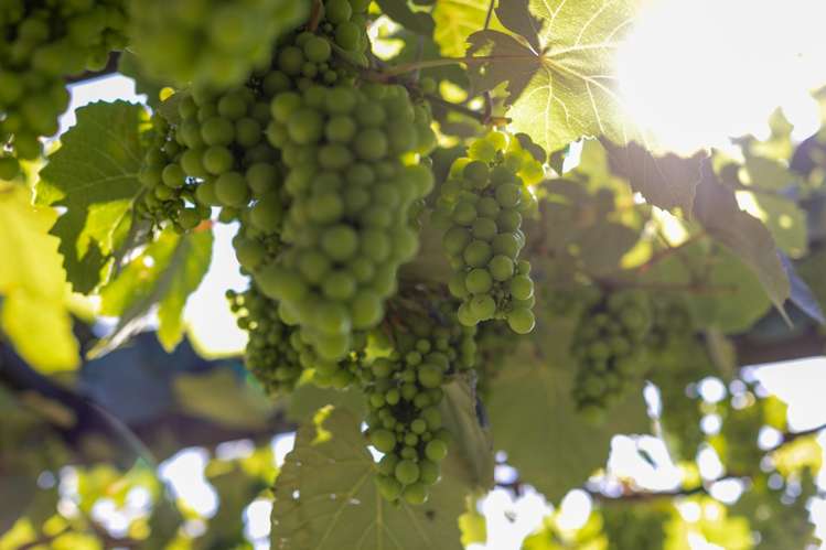 15 Kakemai Rise Pyes Pa_28