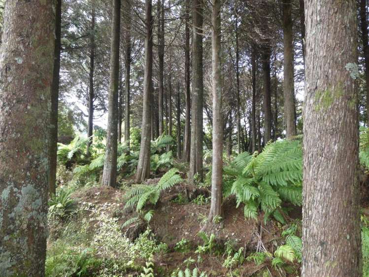 Camerons Road Marsden_1