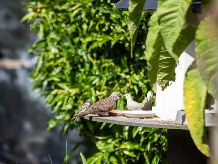 3 Riverlea Drive Katikati_19