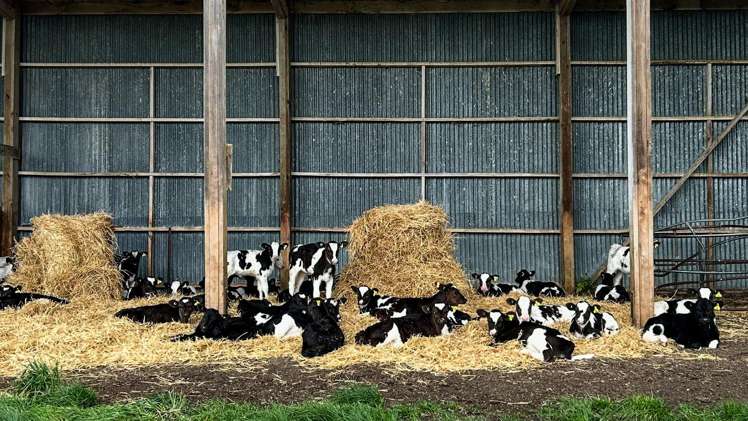 473 Clifden Gorge Road Eastern Bush_9