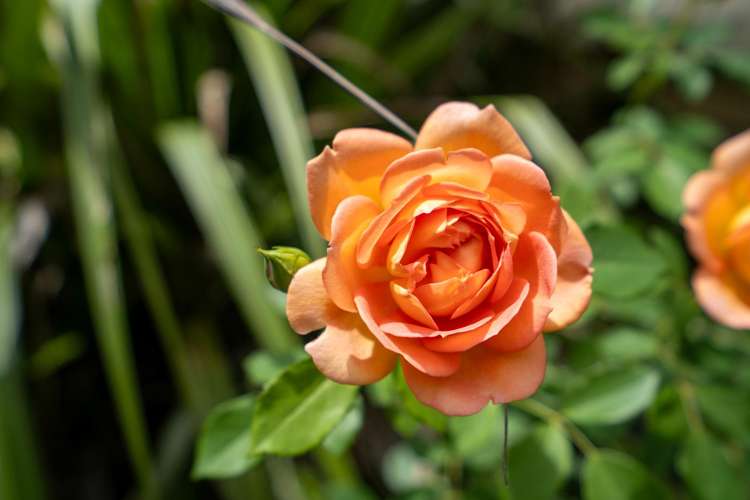 6A Madison Street Cambridge_20