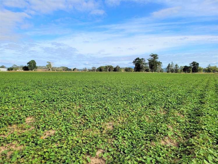 142 Awakino Point North Road Dargaville Surrounds_5