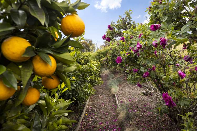 57 Forest Park Drive Witherlea_35