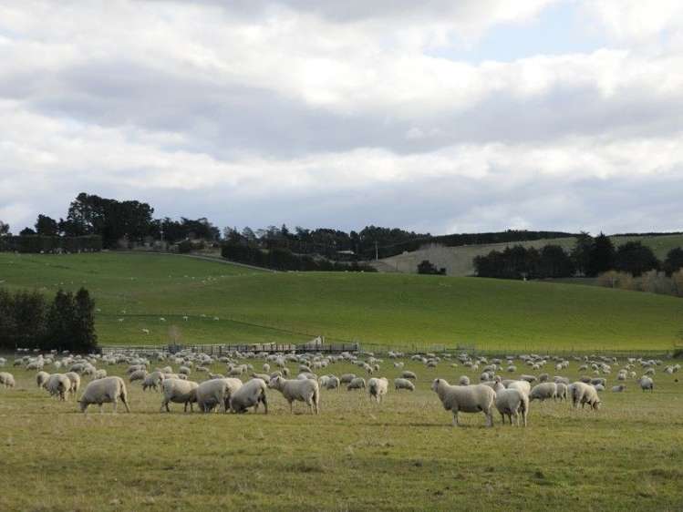 649 Kauru Hill Road Five Forks and Surrounds_65