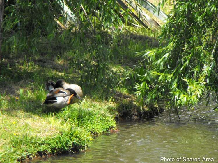 29 Alderton Drive Kerikeri_6