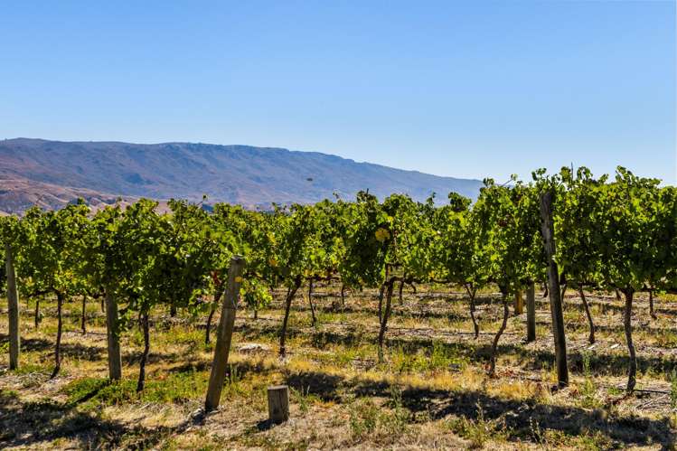 98c Paterson Road Nevis_14