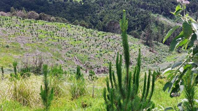 Lot 7/49 Kamea Place Maungaturoto_2