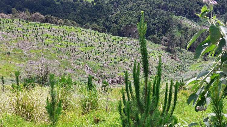 Lot 7/49 Kamea Place_2