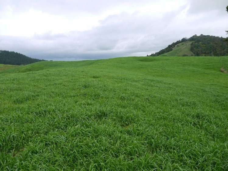 259 Waimata Road Dargaville Surrounds_13