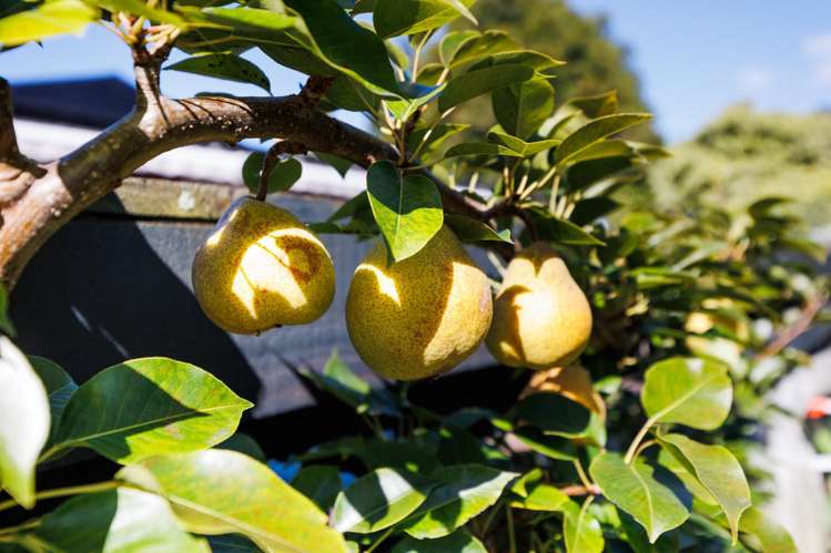 16 Mudgway Place Awapuni_24