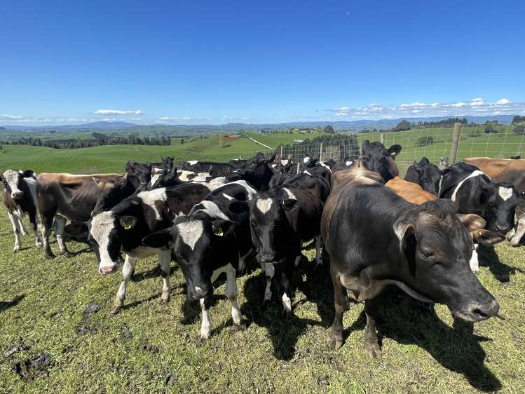 481 Honikiwi Road RD3 Otorohanga_17