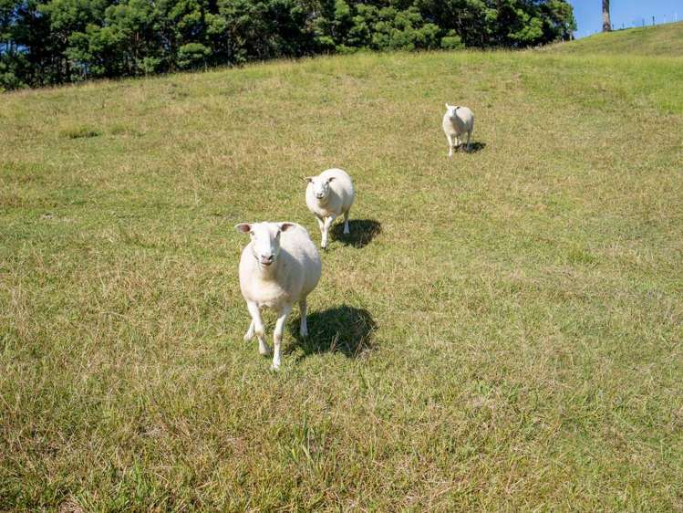 112 Wakelin Road Kerikeri_13