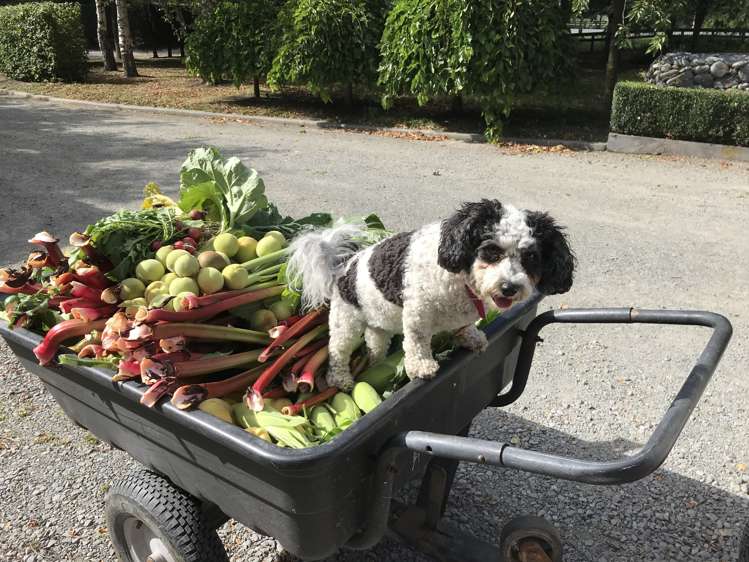 66 Coldstream Road Rangiora_15