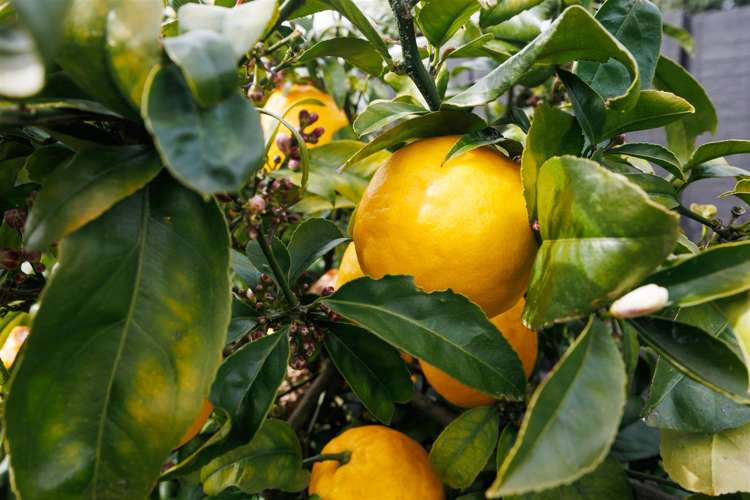 11 Ahuru Street Marton_23