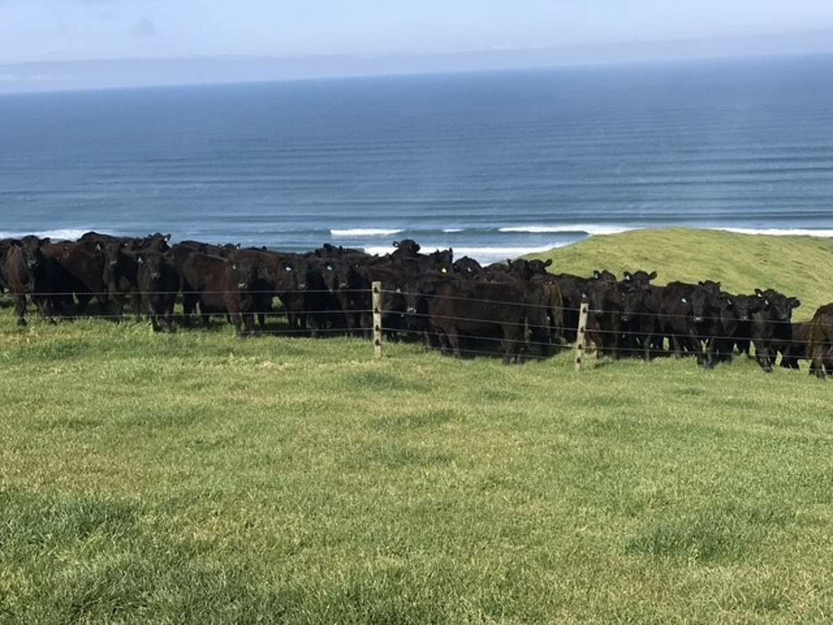 767 Te Akau Coast Road_1