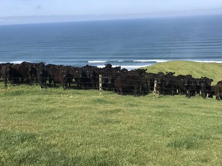 767 Te Akau Coast Road Te Akau_5