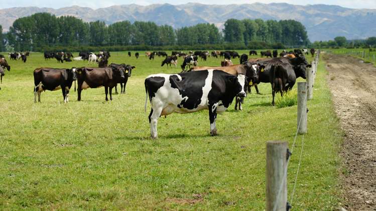 78 Cemetery Road Culverden_26