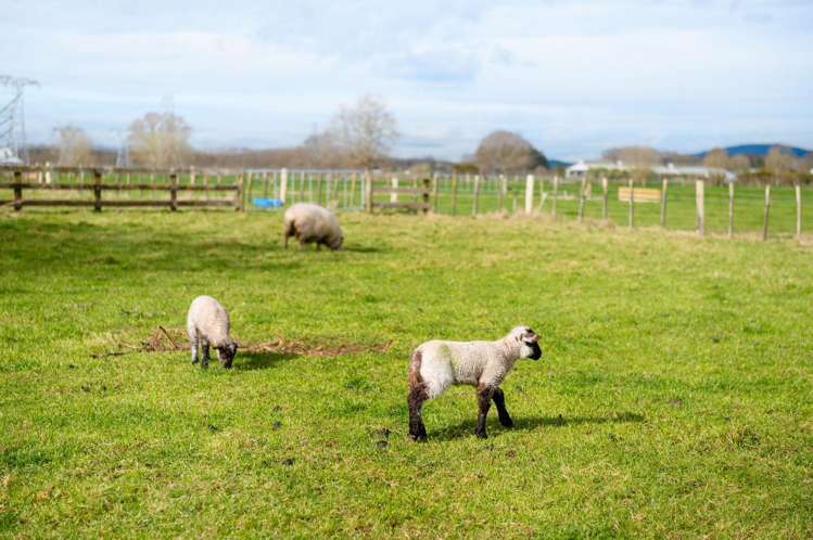 186b Holland Road Puketaha_35