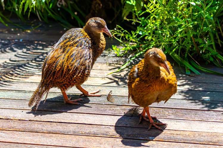 - Ruakaka Bay Marlborough Sounds_28