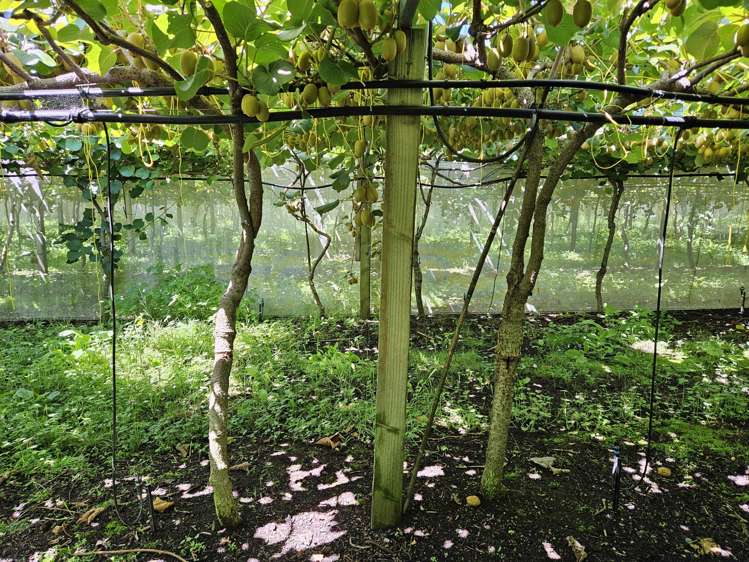 46B Johnson Road Otakiri_9