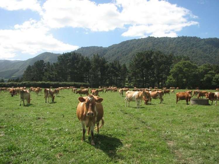 5 Gravesons Road Okauia_0