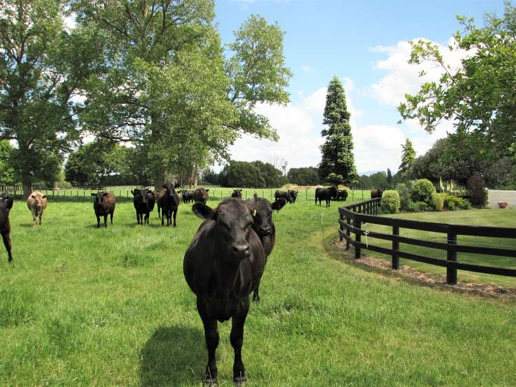 19 Puketutu Road Matamata_24