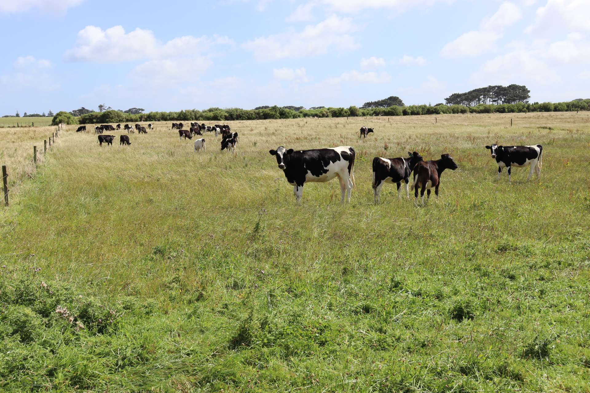 3979 South Road Opunake_0