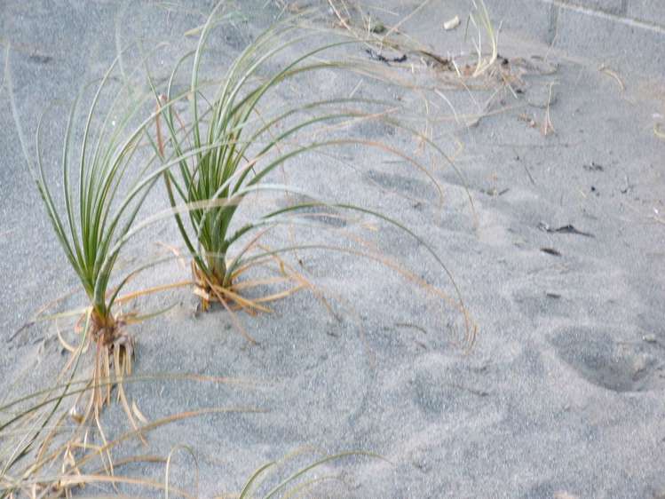 2/100 Lyall Parade Lyall Bay_9