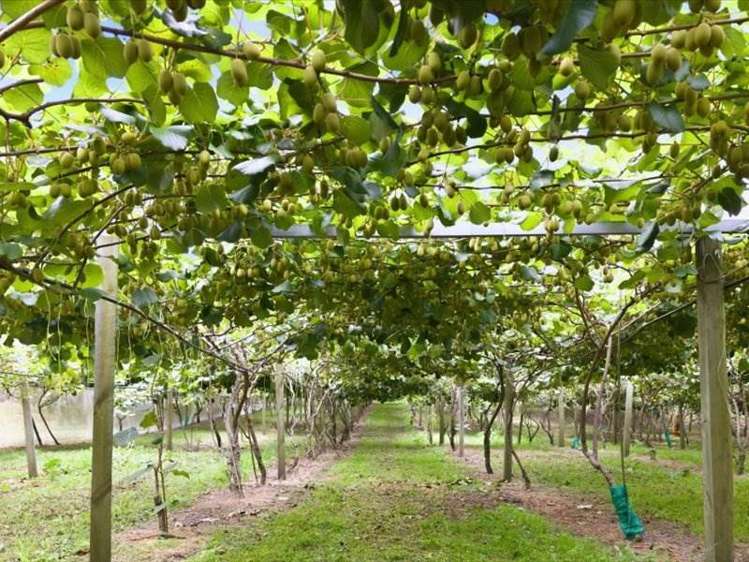 1399A No. 3 Road Te Puke_20