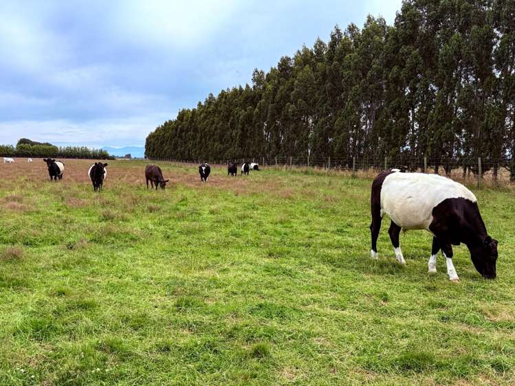 310 Drummond Oreti Road Oreti Plains_8