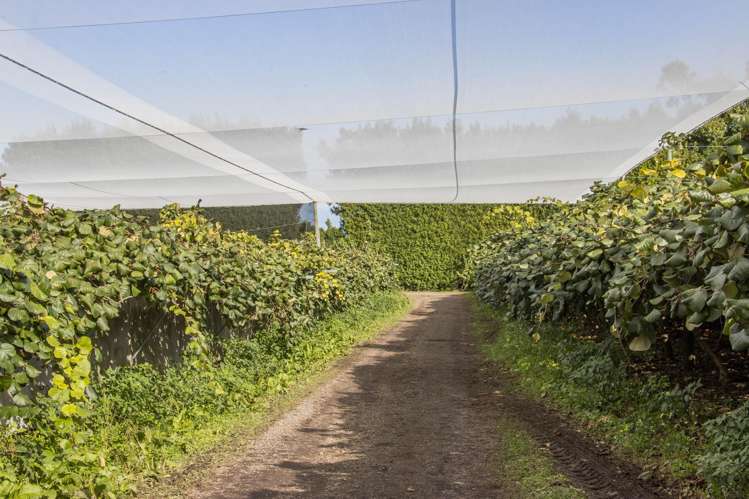 416 State Highway 2 Katikati_10