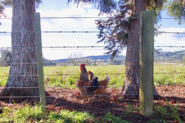 108 Cossey Road Drury_9