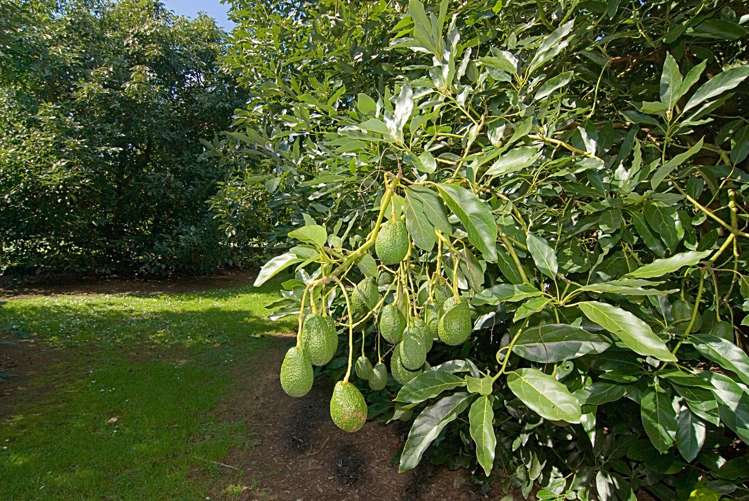 416 Youngson Road Whakamarama_19