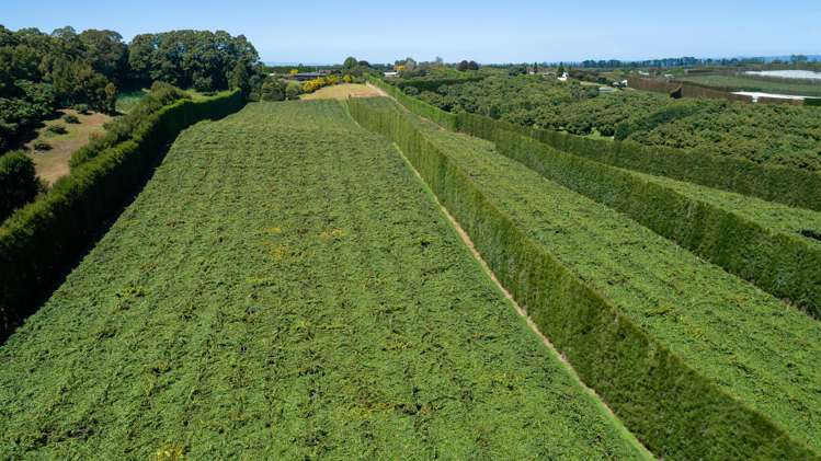 215 Ongare Point Road Tahawai_12