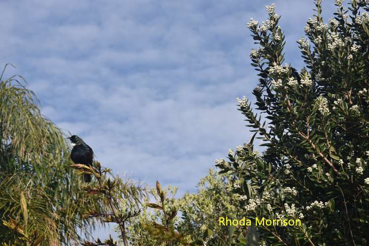 23 Te Wairoa Lane Tinopai_19