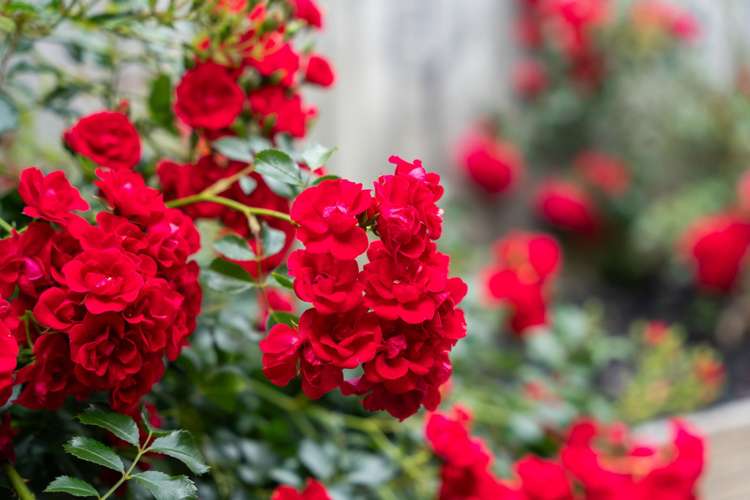 8 Neaptide Close Red Beach_10