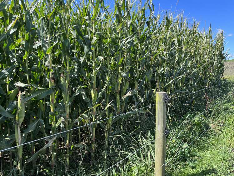 625 Tauhei Road Morrinsville_9