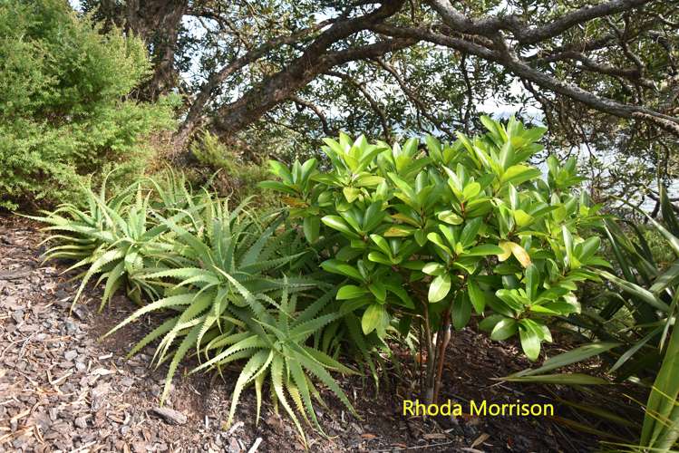 23 Te Wairoa Lane Tinopai_24