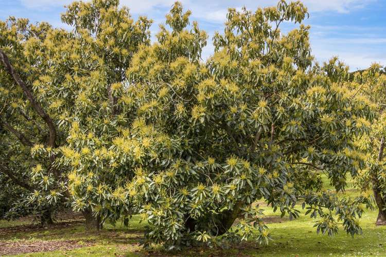 311 Wainui South Road Whakamarama_31