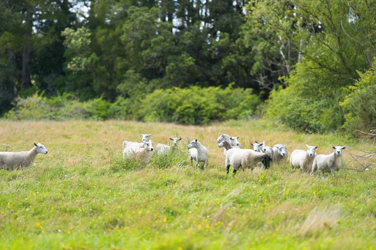 23 Wedding Place Ardmore_8